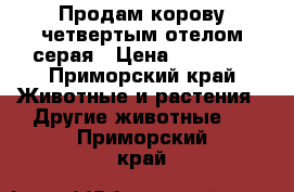 Продам корову четвертым отелом серая › Цена ­ 60 000 - Приморский край Животные и растения » Другие животные   . Приморский край